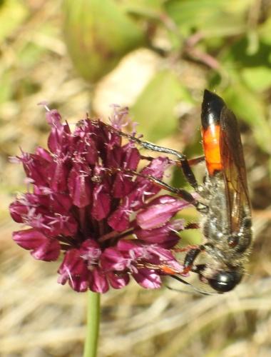 Réf. 265 627 : Sphex funerarius